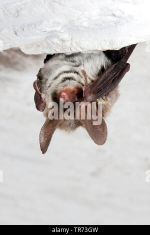 Bechstein's bat (Myotis bechsteinii), hanging headlong from a cave ceiling , France Stock Photo