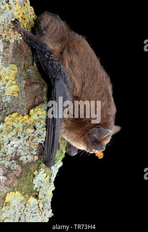 common pipistrelle (Pipistrellus pipistrellus), hanging headlong with prey in the mouth at a lichened tree trunk, Netherlands Stock Photo