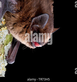 common pipistrelle (Pipistrellus pipistrellus), hanging headlong at a lichened tree trunk and sticking tongue out, Netherlands Stock Photo