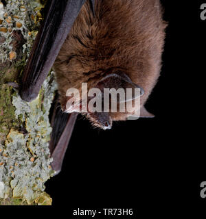 common pipistrelle (Pipistrellus pipistrellus), hanging headlong with open mouth at a lichened tree trunk, Netherlands Stock Photo