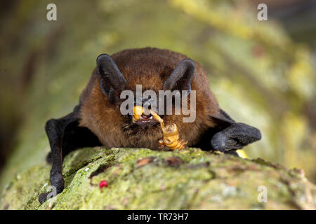 common pipistrelle (Pipistrellus pipistrellus), with prey in the mouth, Netherlands Stock Photo