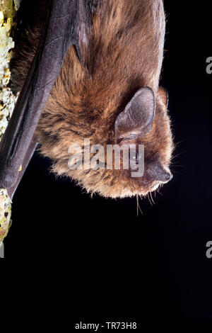 common pipistrelle (Pipistrellus pipistrellus), hanging headlong at a lichened tree trunk, Netherlands Stock Photo
