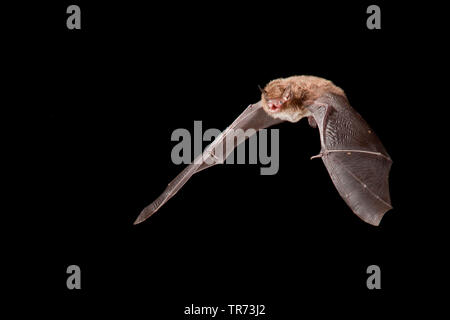 Daubenton's bat (Myotis daubentoni, Myotis daubentonii), hunting at night, Belgium Stock Photo