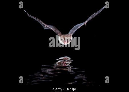Daubenton's bat (Myotis daubentoni, Myotis daubentonii), hunting at night at water surface, Netherlands Stock Photo