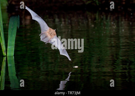 Daubenton's bat (Myotis daubentoni, Myotis daubentonii), hunting in the night near the water surface, Netherlands Stock Photo