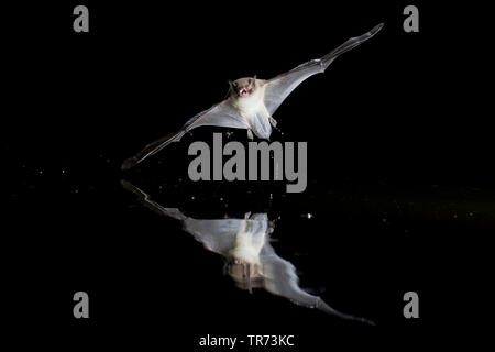 Daubenton's bat (Myotis daubentoni, Myotis daubentonii), hunting at night at water surface, Netherlands Stock Photo