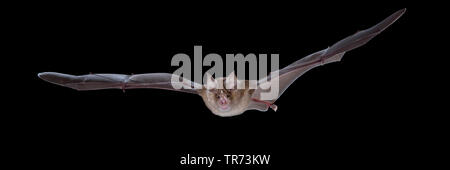 Greater horseshoe bat (Rhinolophus ferrumequinum), hunting at night, Belgium Stock Photo