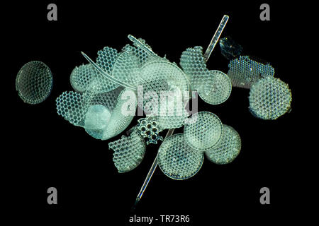 diatom (Diatomeae), fossil diatoms from Oamaru in darkfield, x 40 Stock Photo