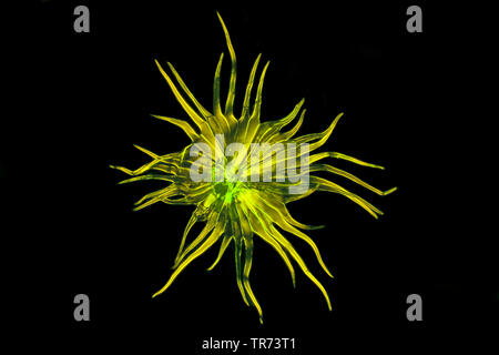 scale hair of a bromeliad, fluorescent image, x 16 Stock Photo