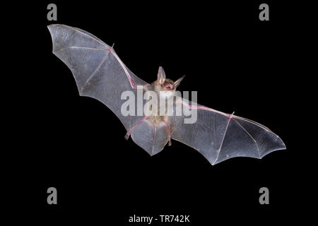 Greater Mouse-eared bat, Large Mouse-Eared Bat (Myotis myotis), hunting at night, Bulgaria, Rhodope Mountains Stock Photo
