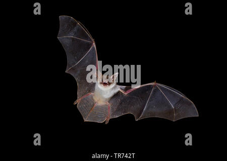 Greater Mouse-eared bat, Large Mouse-Eared Bat (Myotis myotis), hunting at night, Bulgaria, Rhodope Mountains Stock Photo