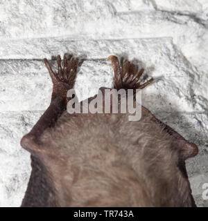 Bats hanging on rocks in a cave, Goa Lawah, East Bali, Indonesia, Asia ...