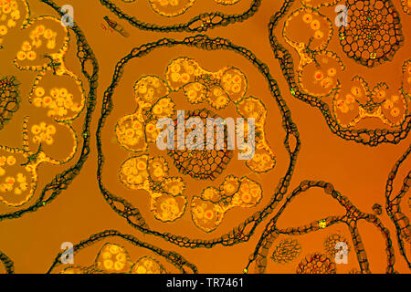 common daisy, lawn daisy, English daisy (Bellis perennis), microscopic cut of the single flowers of a daisy, fluorescent image, Germany Stock Photo