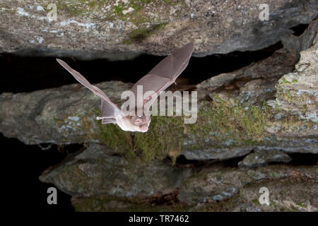 Mediterranean horseshoe bat (Rhinolophus euryale), leaving cave for hunting, Bulgaria, Rhodope Mountains Stock Photo