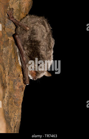 long-fingered bat (Myotis capaccinii), hanging at a rock wall, Bulgaria, Rhodope Mountains Stock Photo