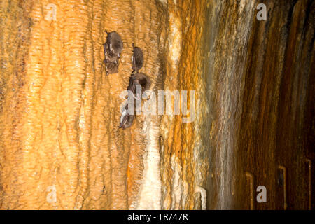 Natterer's bat (Myotis nattereri), group in hibernation in a cave, Poland Stock Photo