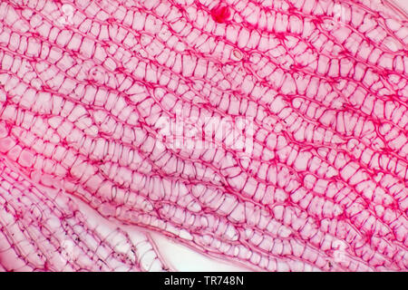 Sphagnum moss (Sphagnum spec.), top view of a leaf, x 60, Germany Stock Photo