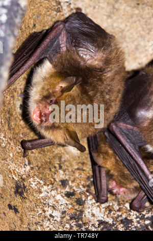 Natterer's bat (Myotis nattereri), caught in the bat net, Germany Stock  Photo - Alamy