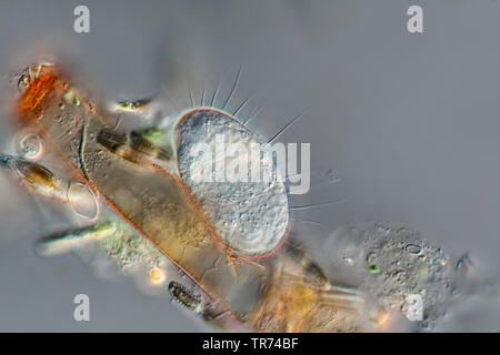 rotifers (Rotatoria), egg in differential interference contrast, x 120, Germany Stock Photo