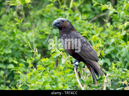 North island kaka (Nestor meridionalis septentrionalis), New Zealand, Northern Island Stock Photo