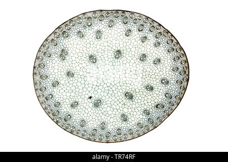Indian corn, maize (Zea mays), cross section of a sprout of maise with light microscopy, x 12, Germany Stock Photo