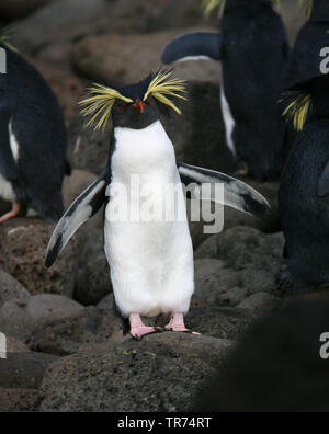 Northern rockhopper penguin, Moseley's rockhopper penguin, Moseley's penguin (Eudyptes moseleyi), on the beach of Gough Island, Tristan da Cunha, Gough Island Stock Photo