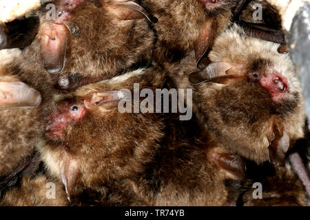 Natterer's bat (Myotis nattereri), group hanging down a ceiling, Netherlands Stock Photo