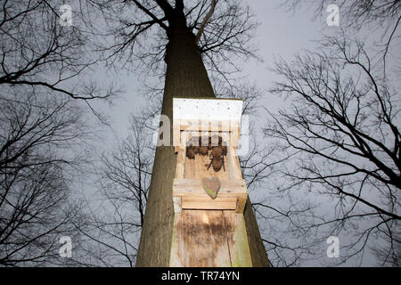 noctule (Nyctalus noctula), in opened batbox on a tree, Netherlands Stock Photo