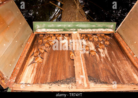 noctule (Nyctalus noctula), group hanging in a batbox, Netherlands Stock Photo