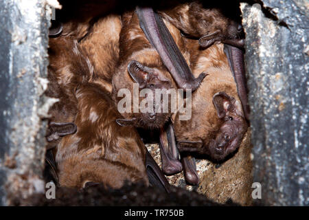 noctule (Nyctalus noctula), group in a batbox, Netherlands Stock Photo