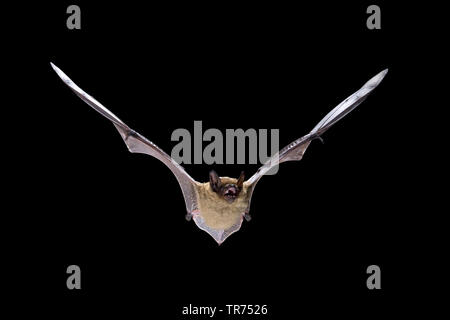 serotine bat, big brown bat, silky bat (Eptesicus serotinus), hunting at night, Netherlands Stock Photo