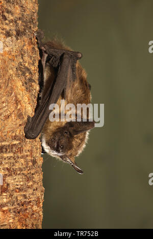 serotine bat, big brown bat, silky bat (Eptesicus serotinus), hanging on a tree trunk, Netherlands Stock Photo
