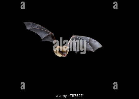 serotine bat, big brown bat, silky bat (Eptesicus serotinus), hunting at night, Netherlands Stock Photo