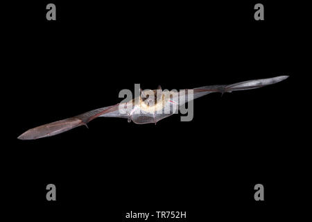 serotine bat, big brown bat, silky bat (Eptesicus serotinus), hunting at night, Netherlands Stock Photo