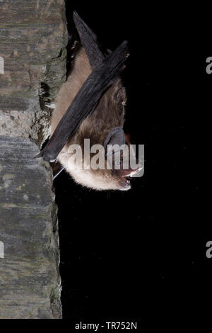 serotine bat, big brown bat, silky bat (Eptesicus serotinus), hanging on a wall, Netherlands Stock Photo
