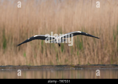 grey heron (Ardea cinerea), flying, Hungary Stock Photo