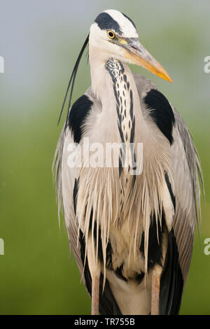 grey heron (Ardea cinerea), standing, Hungary Stock Photo