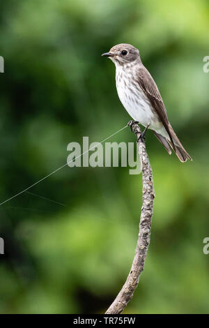 grey-streaked flycatcher (Muscicapa griseisticta), perching on a branch, Taiwan Stock Photo