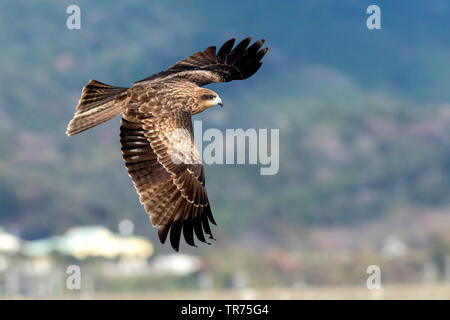 Black-eared Kite, Black kite, Yellow-billed kite (Milvus migrans lineatus, Milvus lineatus), in flight , Asia Stock Photo