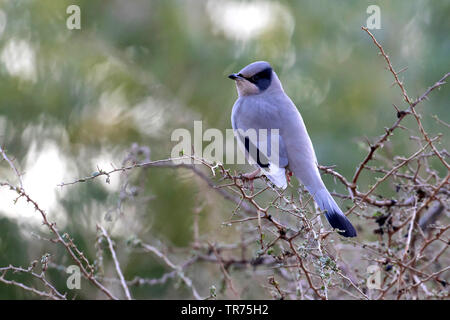 grey hypocolius (Hypocolius ampelinus), perched in a bush, Kuwait Stock Photo