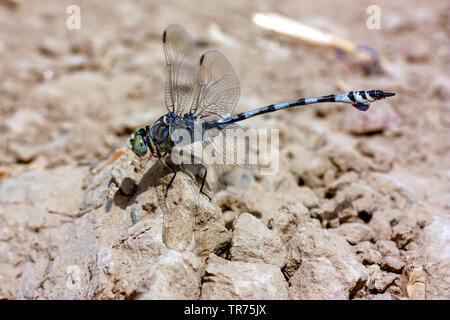 Bladetail (Lindenia tetraphylla), male, Syria, Ar Raqqah Stock Photo