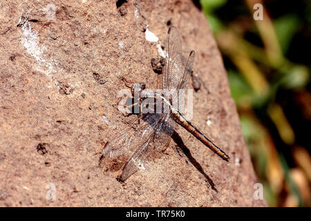 Small Skimmer (Orthetrum taeniolatum), female, Syria, Homs Stock Photo