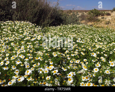 blooming Negev after winter rain, Israel Stock Photo