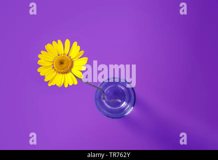 Barebeton Daisy, Gerbera, Transvaal Daisy, Gerbera Daisy (Gerbera jamesonii), yellow flower in a vase Stock Photo