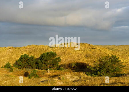 Dark cloudy sky over dunes, Netherlands, Frisia, Vlieland Stock Photo