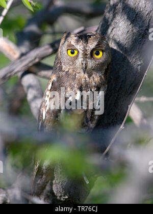 Oriental scops owl (Otus sunia), on a tree, China, Beidaihe Stock Photo