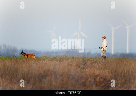 Belgian Shepherd Dog, Chien de Berger Belge, Malinois (Canis lupus f. familiaris), going for a walk with mistress on a field path, windmills in the background, Netherlands, Limburg, Kolleberg Stock Photo