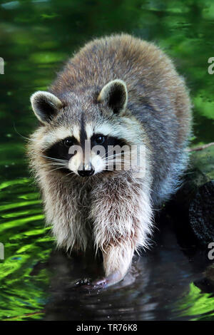 common raccoon (Procyon lotor), in a forest, Germany, North Rhine-Westphalia, Lower Rhine