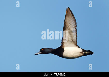 tufted duck (Aythya fuligula), male in flight, Netherlands, Limburg Stock Photo