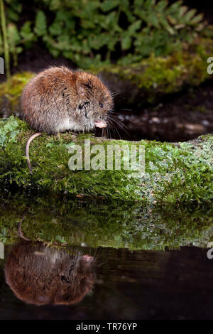 bank vole (Clethrionomys glareolus, Myodes glareolus), eating on a mossy branch in the water, Netherlands Stock Photo